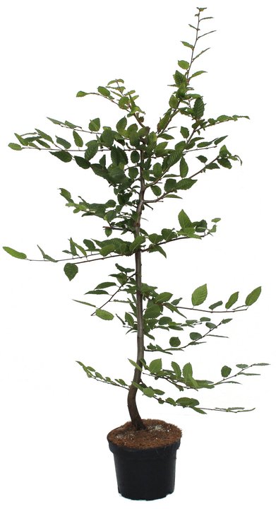 Image of Hainbuche Carpinus betulus 10l Heckenpflanze