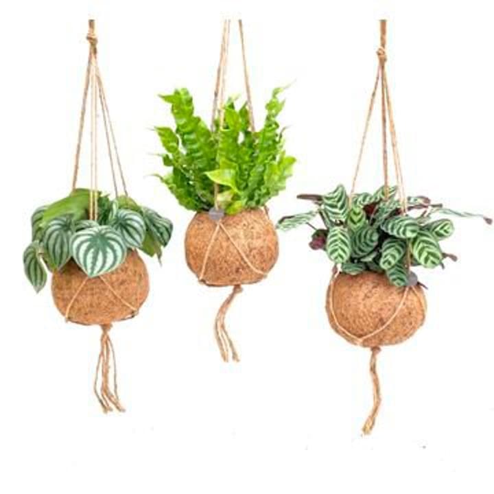 Image of Kokodama Jungle mix (3er Set) Ø17cm Grünpflanze