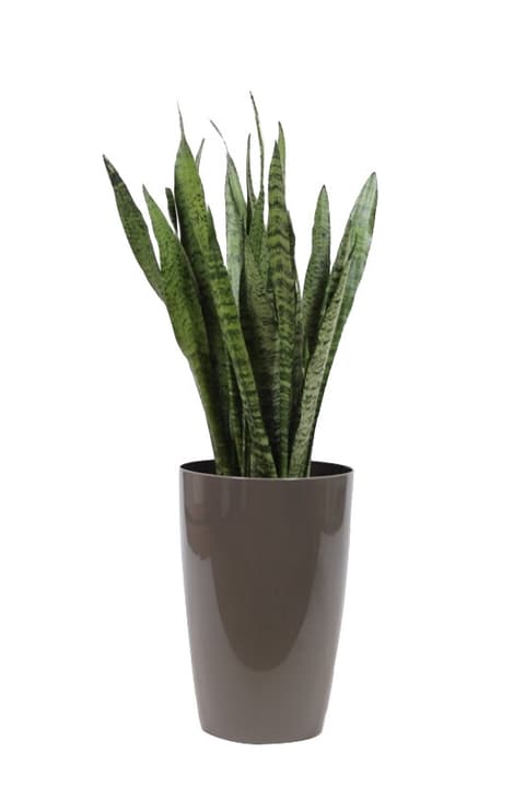 Image of Bogenhanf Sansevieria Zeylanica im Übertopf Ø29cm Grünpflanze
