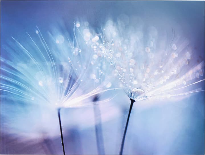 DANDELION Poster DANDELION Poster 431842600000 Bild Nr. 1