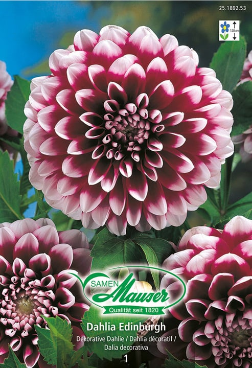 Image of Samen Mauser Dahlia Edinburgh Dekorative Dahlie Blumenzwiebeln