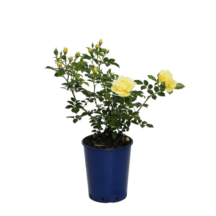 Image of Bodendeckerrose Loredo 3.5l Rose bei Do it + Garden von Migros