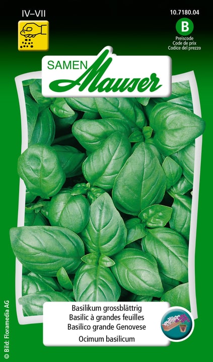 Image of Samen Mauser Basilikum grossblättrig Kräutersamen bei Do it + Garden von Migros