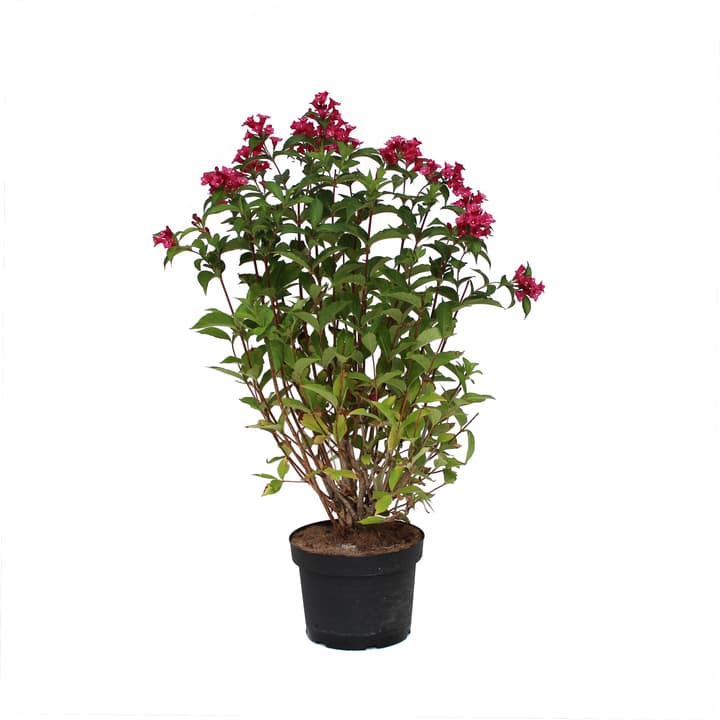 Image of Weigelie Bristol Ruby Ø 28cm Laubgehölze