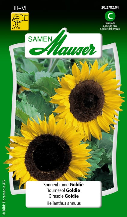 Image of Samen Mauser Sonnenblume Goldie Blumensamen