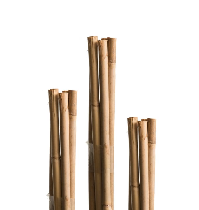 Image of Miogarden Bambusstäbe 120 cm Pflanzenstab