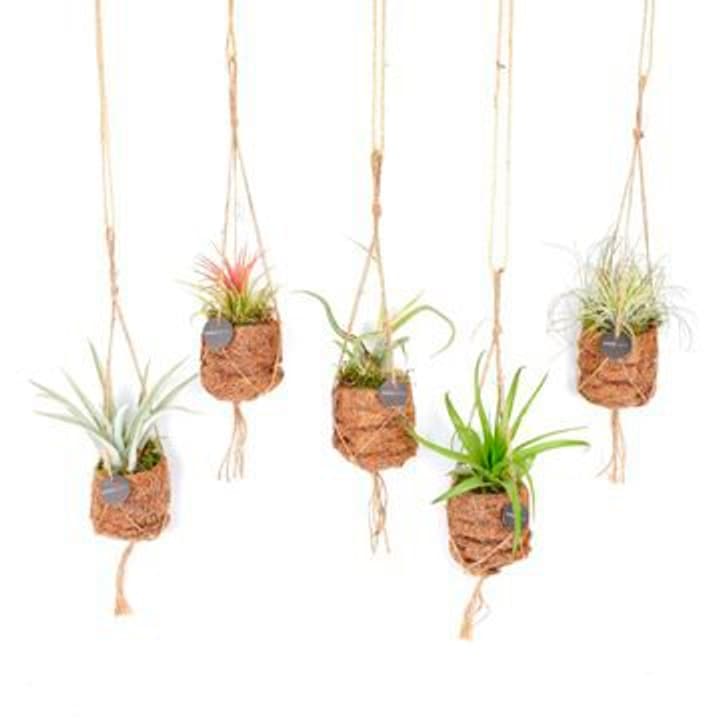 Image of Kokodama Tillandsien (15er Set) Ø7cm Grünpflanze