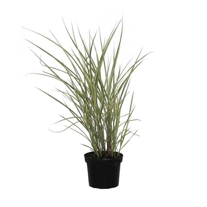 Image of Chinaschilf Misanthus Variegatus Ziergras bei Do it + Garden von Migros