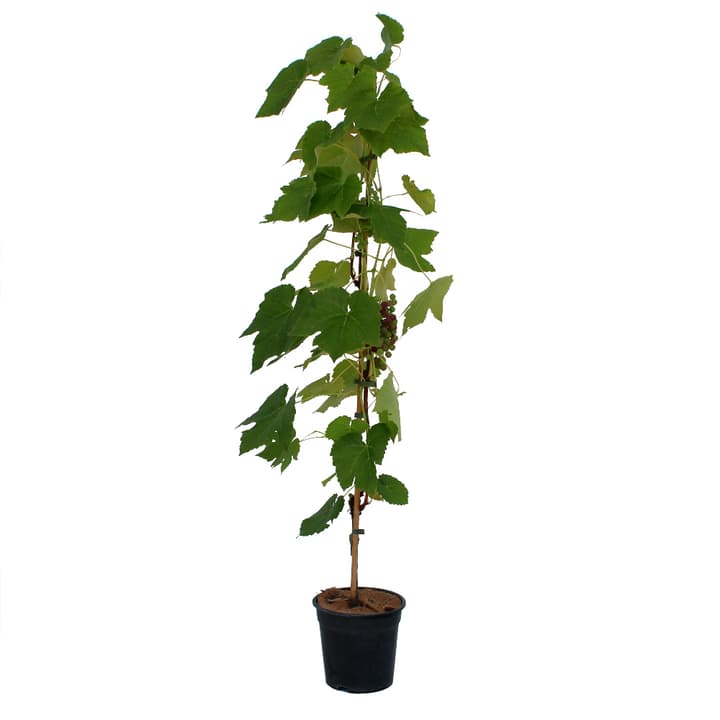 Image of Rebe Muscat 3l bei Do it + Garden von Migros