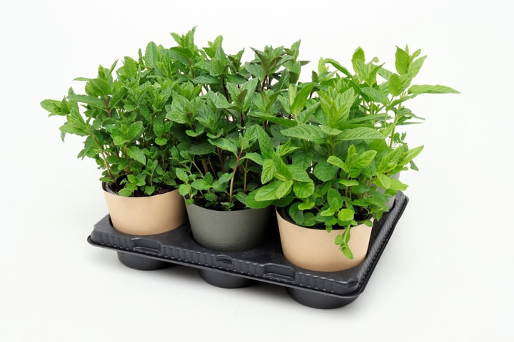 Image of Bio Kräuter Minzmix (6er Set) im Cup Ø13cm Kräuterpflanze