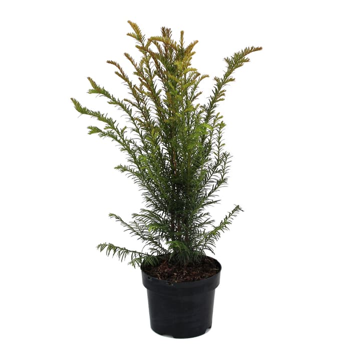 Eibe Taxus Baccata 3l Heckenpflanze kaufen bei Do it + Garden