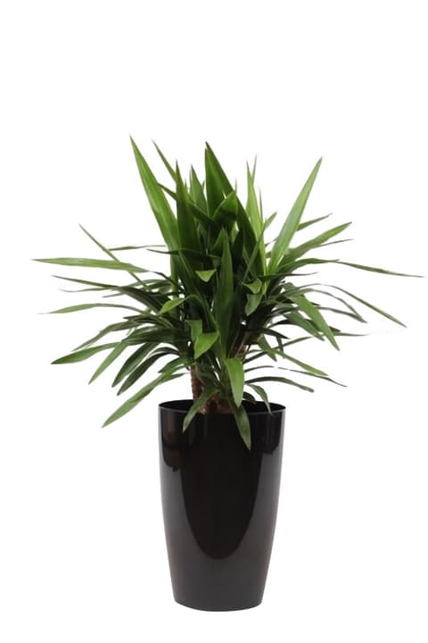 Image of Palmlilie Yucca Elephantipes im Übertopf Ø29cm Grünpflanze bei Do it + Garden von Migros