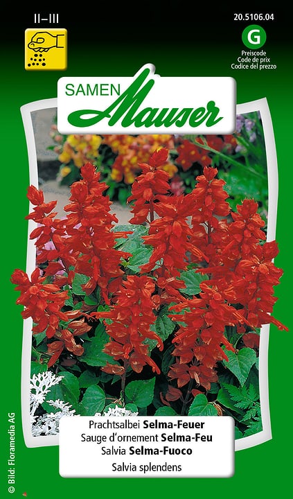 Image of Samen Mauser Prachtsalbei Selma-Feuer Blumensamen
