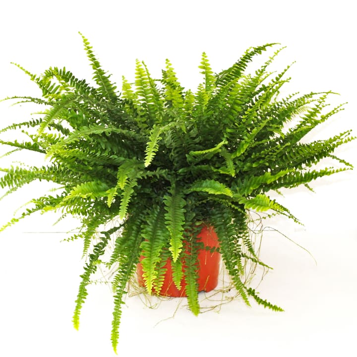 Image of Schwertfarm Nephrolepis Green Lady Ø24cm Grünpflanze