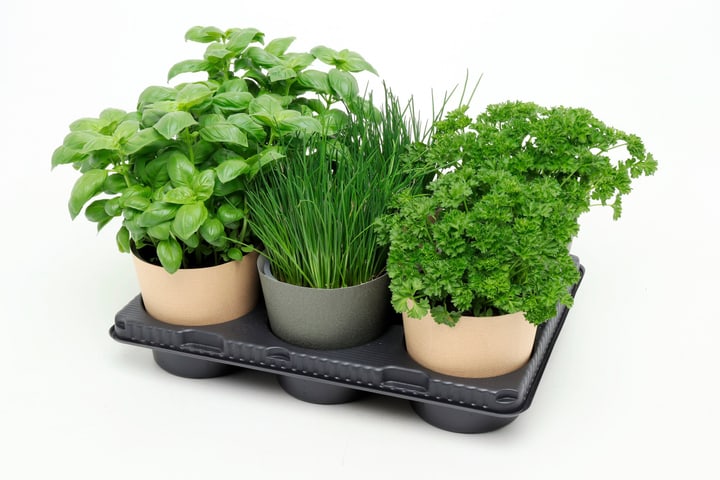 Image of Bio Kräuter Topmix (6er Set) im Cup Ø13cm Kräuterpflanze