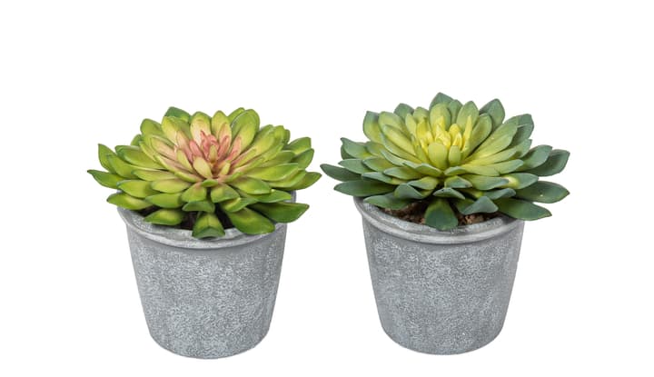 Image of Echeveria Kunstpflanze