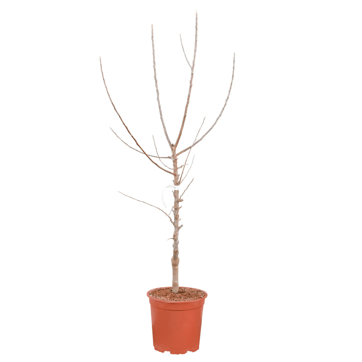 Image of Mini Apfel Cox Malus 7.5l Obstbaum