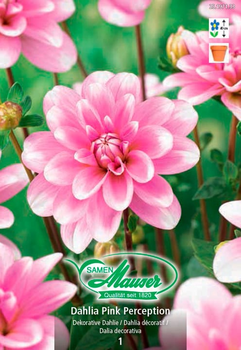 Image of Samen Mauser Dahlia Pink Perception Blumenzwiebeln