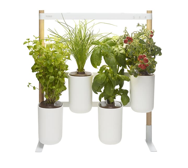 Image of Prêt à Pousser Modulo 2 Indoor-Kräutergarten bei Do it + Garden von Migros