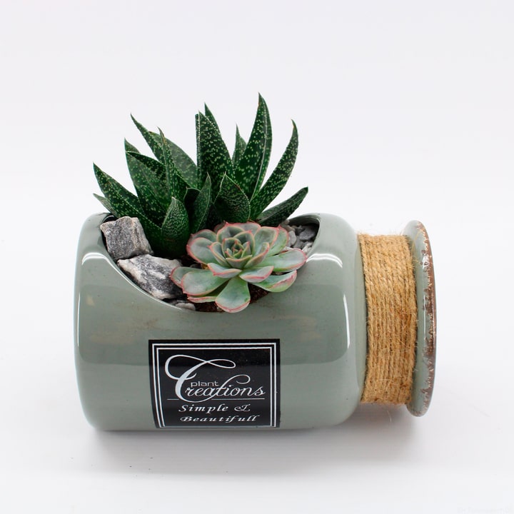 Image of Sukkulenten Arrangement Ø19cm Grünpflanze bei Do it + Garden von Migros