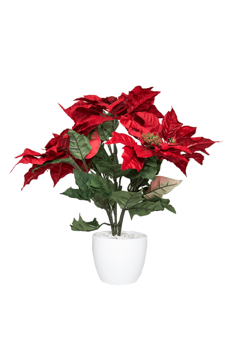 Image of Weihnachtsstern Kunstpflanze bei Do it + Garden von Migros