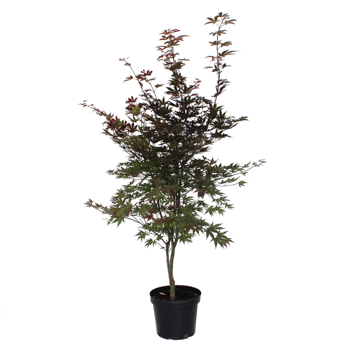 Image of Japanischer Ahorn Acer Atropurpureum 7l Ziergehölz bei Do it + Garden von Migros