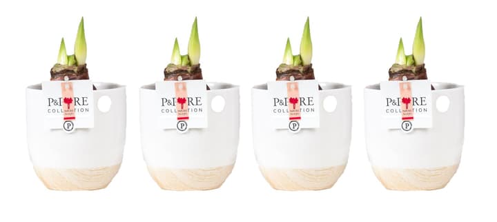 Image of Belladonnenlilie Amaryllis Emily im Übertopf (4er Set) Ø12cm Blühpflanze