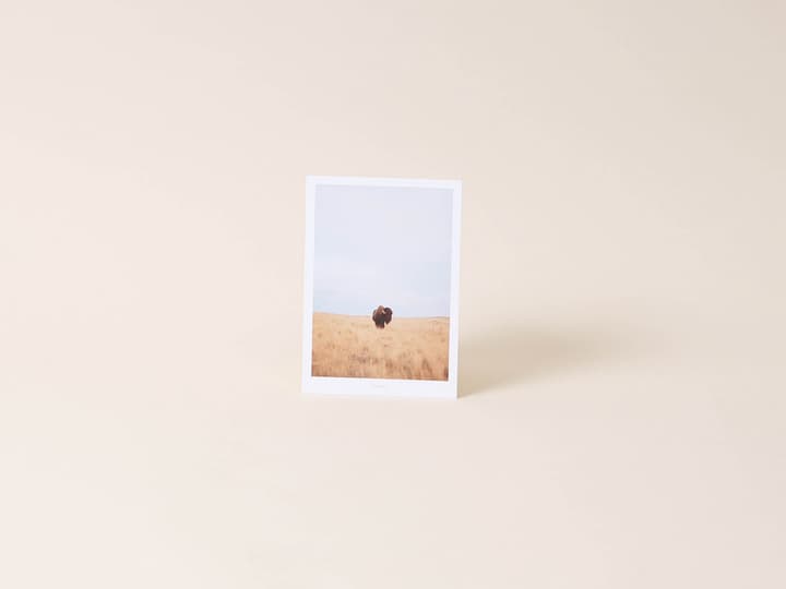 Image of Esmée Bison Postkarte bei Do it + Garden von Migros