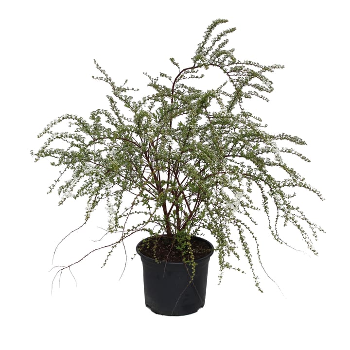 Image of Spierstrauch Spirea x Cinerea Ø22cm Ziergehölz bei Do it + Garden von Migros