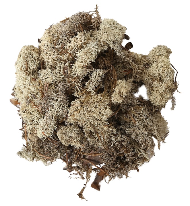Do it + Garden Muschio finlandese bianco, 50g Muschio finlandese bianco, 50g Do it + Garden 656546800001 Colore Natura N. figura 1