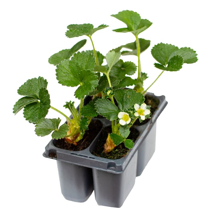 Image of Erdbeere Diamante Fragaria (24er Set) 17x11cm Beerenobst