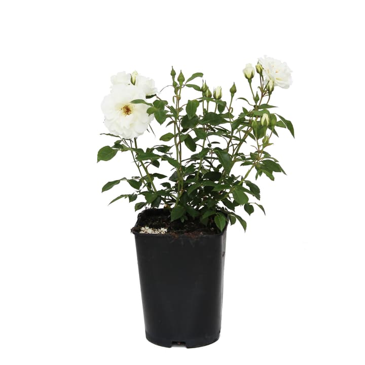 Image of Floribundarose Kristallperle 5.5l Rose bei Do it + Garden von Migros