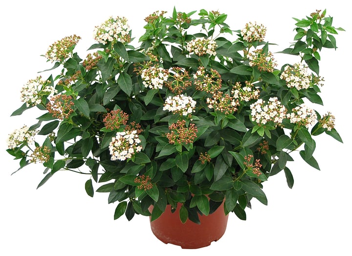Viburnum tinus 13cm Viburnum tinus 13cm 306084100000 Bild Nr. 1