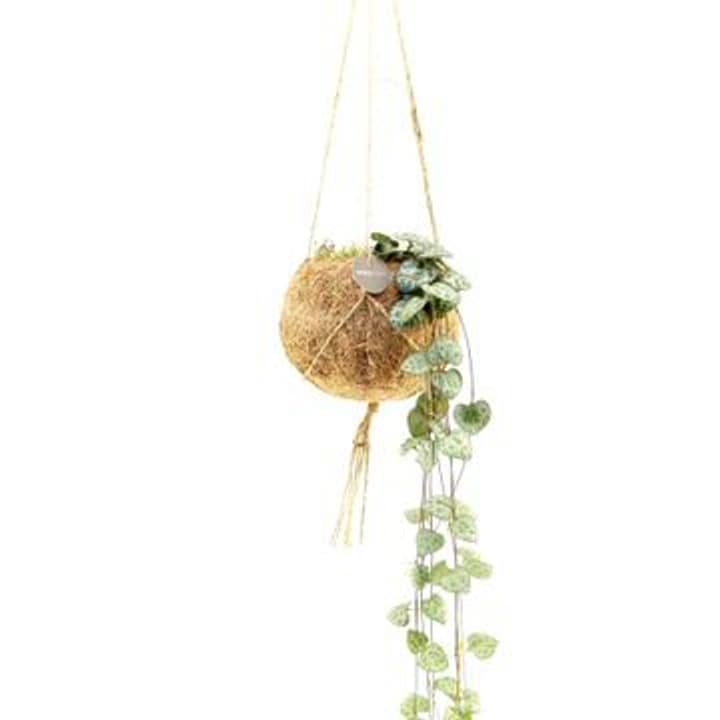 Image of Kokodama Ceropegia Woodii (6er Set) Ø12cm Grünpflanze