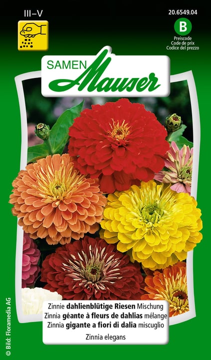 Image of Samen Mauser Zinnie dahlienblütige Riesen Mischung Blumensamen