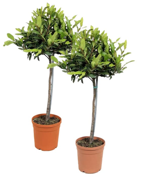 Image of Lorbeer Laurus nobilis (2er Set) Ø20cm Lorbeerbaum bei Do it + Garden von Migros