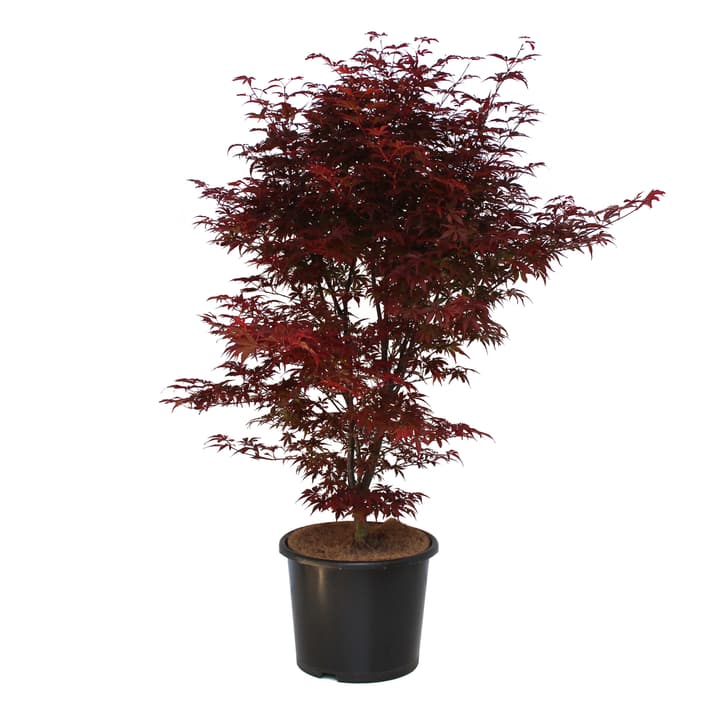 Image of Japanischer Ahorn Acer Skeeters Broom Ziergehölz bei Do it + Garden von Migros