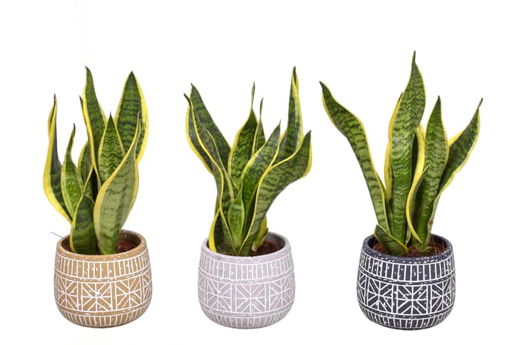 Image of Sansevieria Laurentii (2er Set) Ø14cm Grünpflanze bei Do it + Garden von Migros