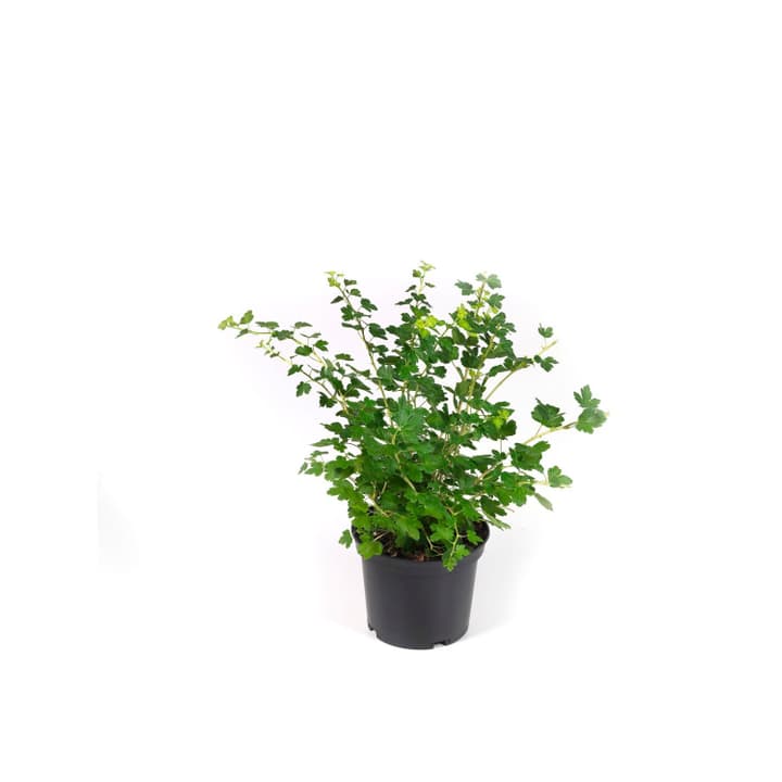 Image of Stachelbeere Invicta grün 5l Beerenobst