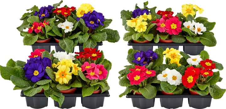 Primula Mix (set da 24) Ø9cm