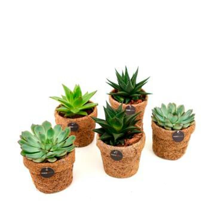 Image of Kokodama Sukkulente Sukkulent (11er Set) Ø10cm