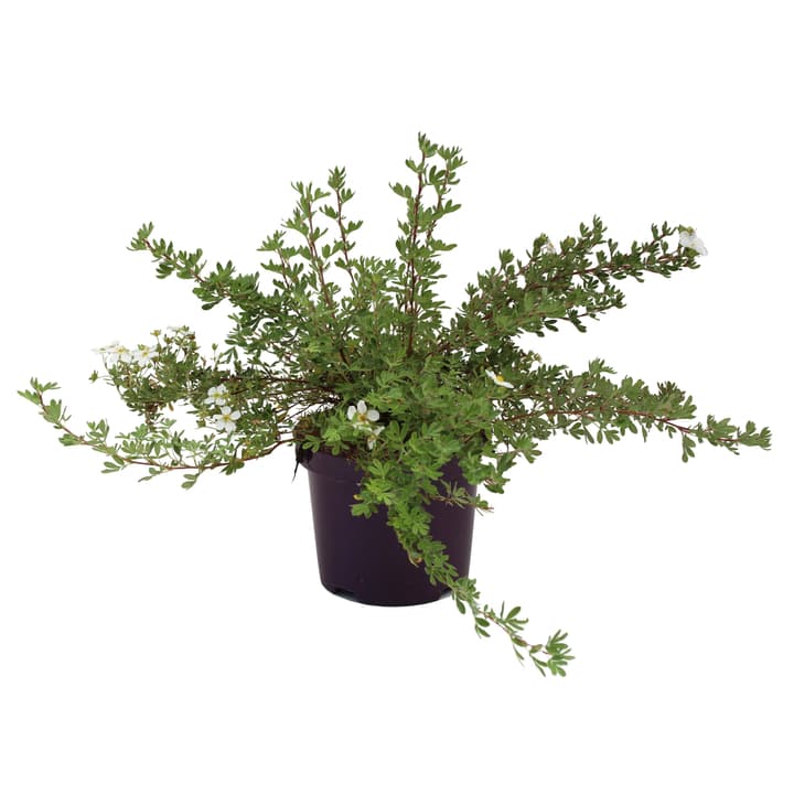Image of Fingerstrauch Potentilla White Lady 3.5l Ziergehölz bei Do it + Garden von Migros