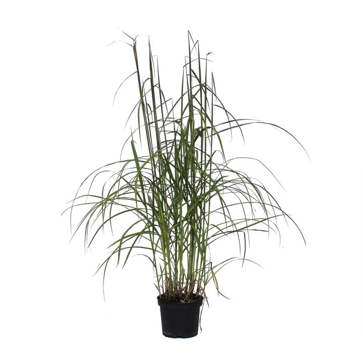 Image of Chinaschilf Miscanthus Rotfeder Ø19cm Ziergras bei Do it + Garden von Migros