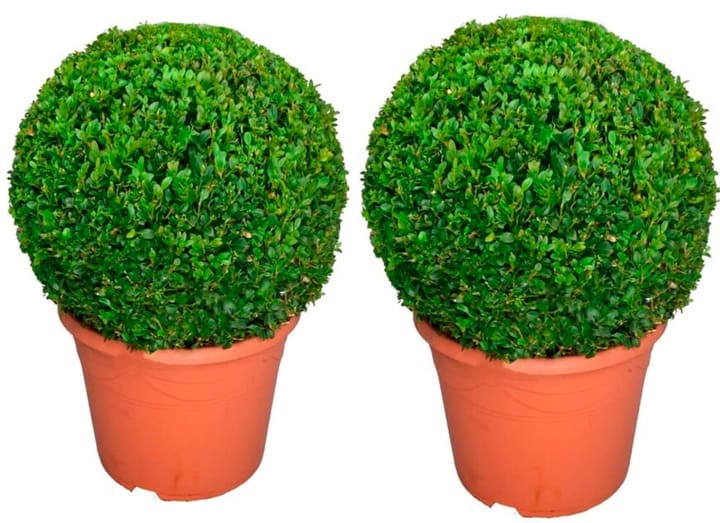 Image of Buchsbaum Buxus Kugel (2er Set) Ø30cm Ziergehölz bei Do it + Garden von Migros