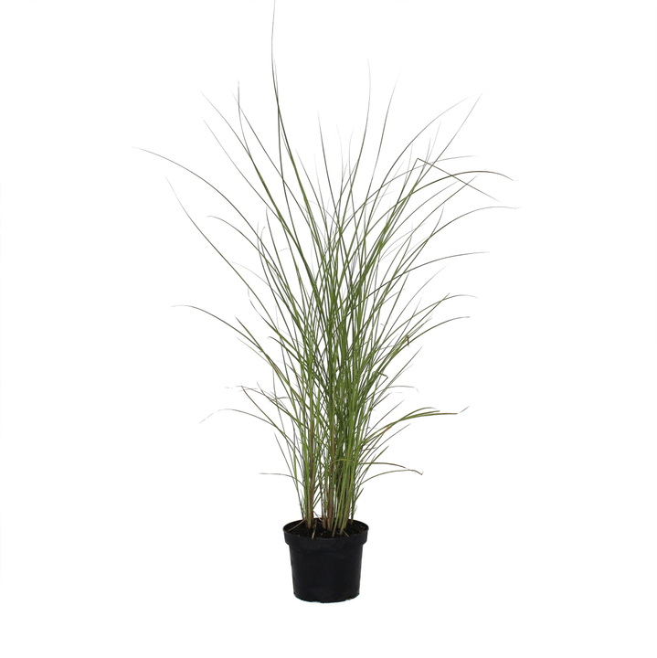 Image of Chinaschilf Misanthus Gracilimus Ø19cm Ziergras bei Do it + Garden von Migros