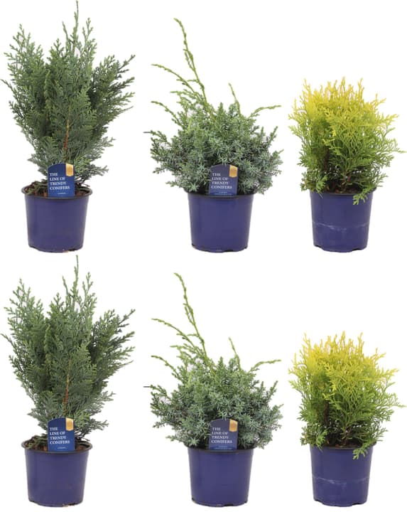 Image of Koniferen Mix (6er Set) Ø13cm Ziergehölz