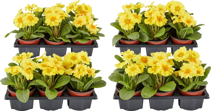 Primula giallo (set da 24) Ø9cm