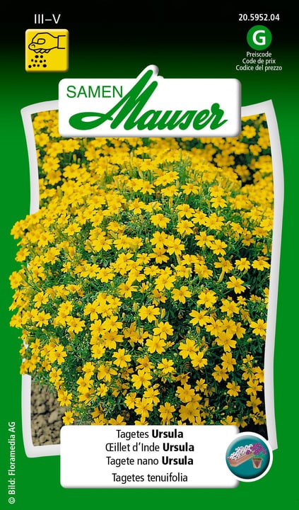 Image of Samen Mauser Tagetes Ursula Blumensamen