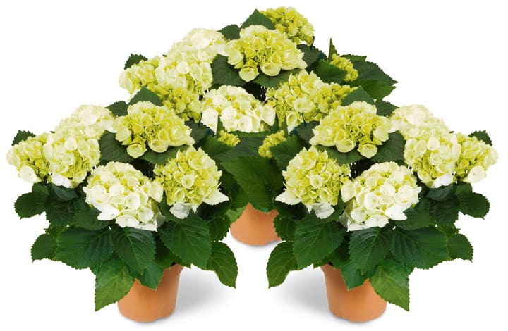 Image of Hortensie Hydrangea (3er Set) Ø18cm Ziergehölz