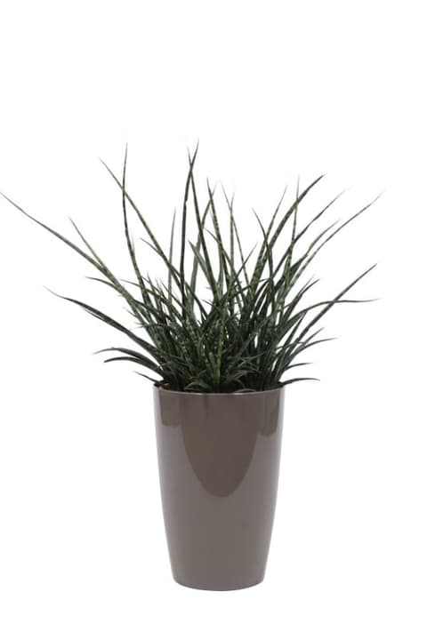 Image of Bogenhanf Sansevieria Fernwood im Übertopf Ø29cm Grünpflanze